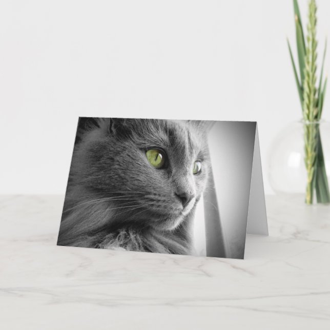 Carte Superbe chat gris bleu avec yeux verts - blanc (Devant)