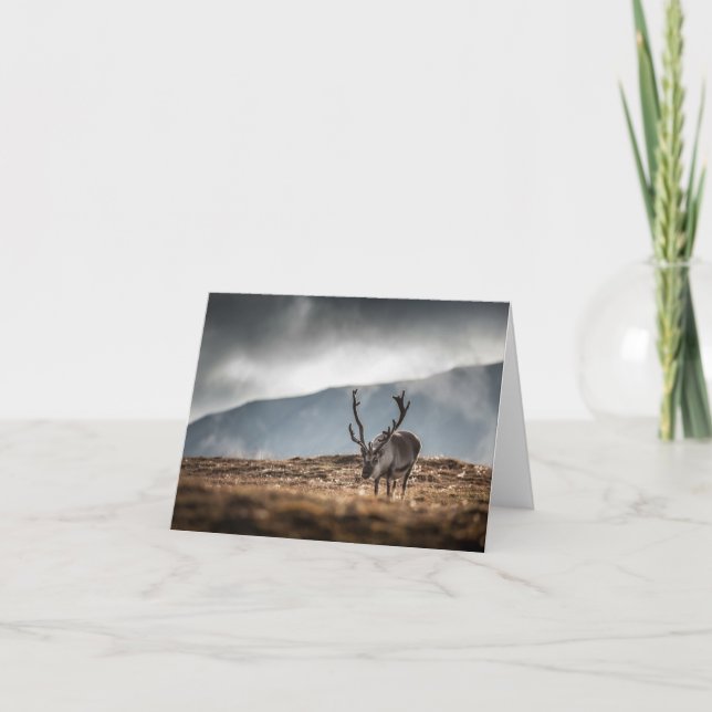 Carte Svalbard Reindeer Nature Photo (Devant)