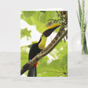 Carte Swainson Toucan Oiseau exotique