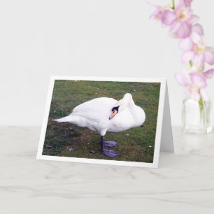 Carte Swan sur l'herbe
