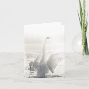 Carte Swan Wildlife