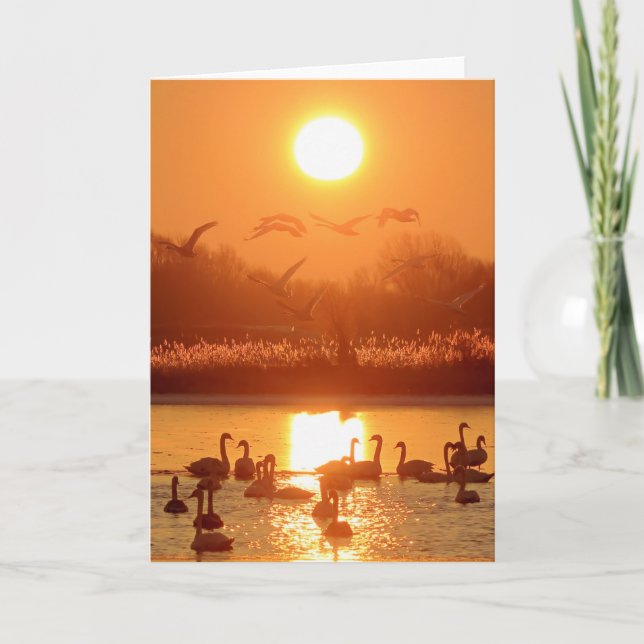 Carte Swans dans le lac au coucher du soleil (Devant)