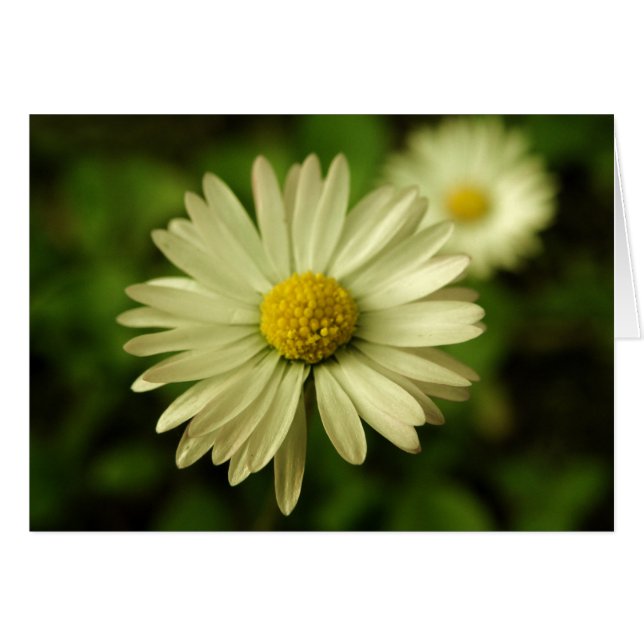 Carte Sweet Beauty Daisy (Devant horizontal)