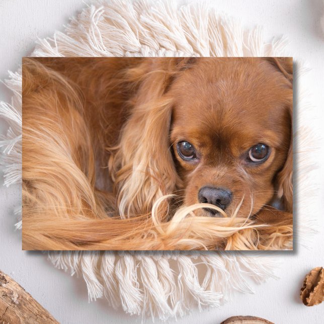 Carte Sweet Ruby Cavalier King Charles Spaniel (Créateur téléchargé)