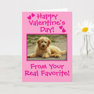 Carte Sweet Valentine's Day From The Dog Photo Card
