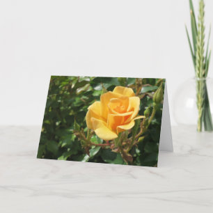 Carte Sympathie avec la photo élégante de la rose jaune
