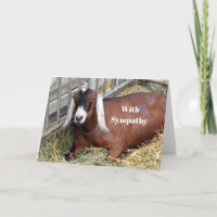 Sympathie Brown avec la chèvre nubienne