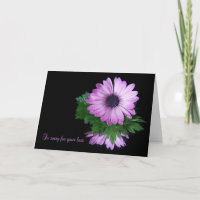 Sympathie de la marguerite violette