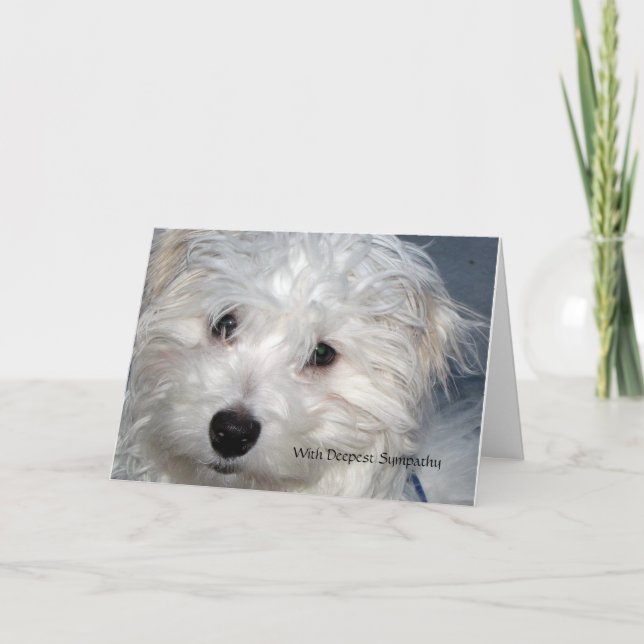 Carte Sympathie de l'animal - perte d'un chien (Devant)