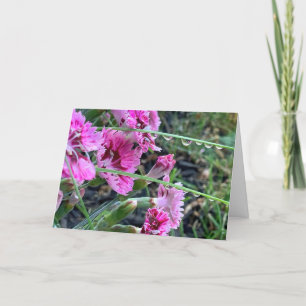Carte Sympathie Dianthus Rose Avec Droplets D'Eau