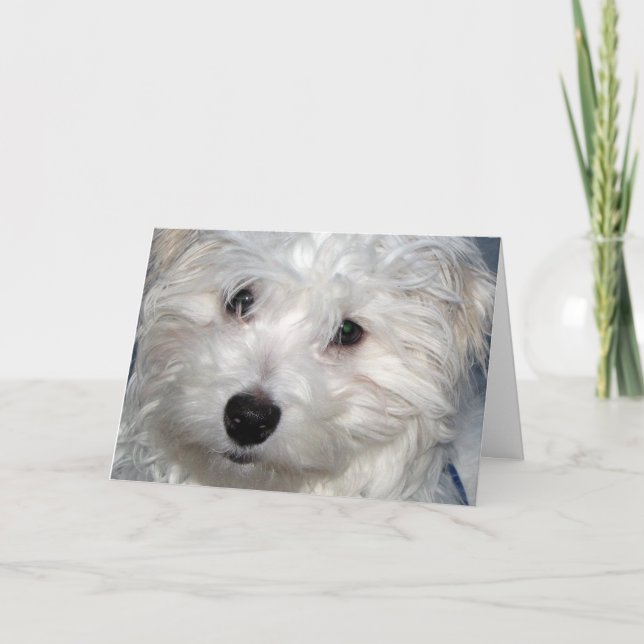 Carte Sympathie du chien (Devant)