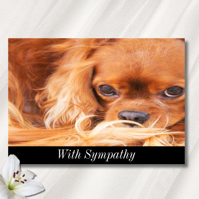 Carte Sympathique Cavalier King Charles Spaniel doux (Créateur téléchargé)