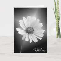 Sympathy White Daisy sur Black