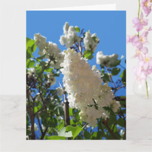 Carte Syringa, Arbre à fleurs blanc Lilac