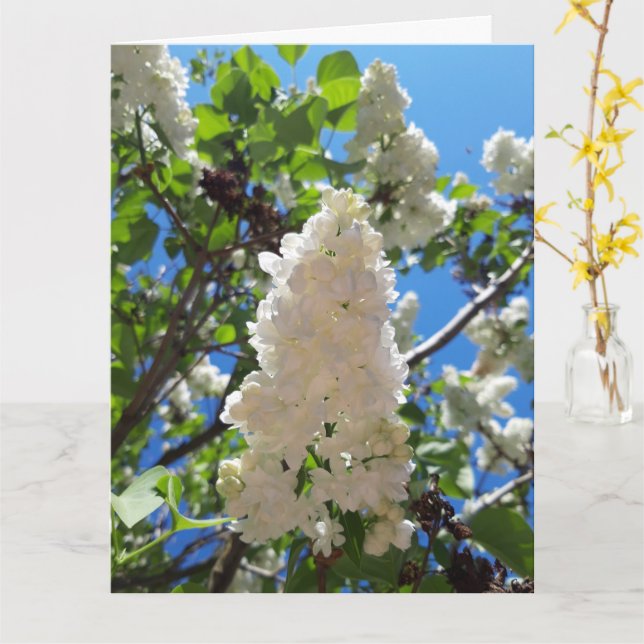 Carte Syringa, Arbre à fleurs blanc Lilac (Fleur jaune)