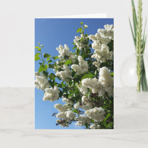 Carte Syringa, Arbre à fleurs blanc Lilac