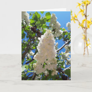 Carte Syringa, Arbre à fleurs blanc Lilac