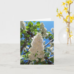 Carte Syringa, Arbre à fleurs blanc Lilac