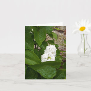 Carte Syringa, Fleur blanche Lilac avec gouttes de pluie