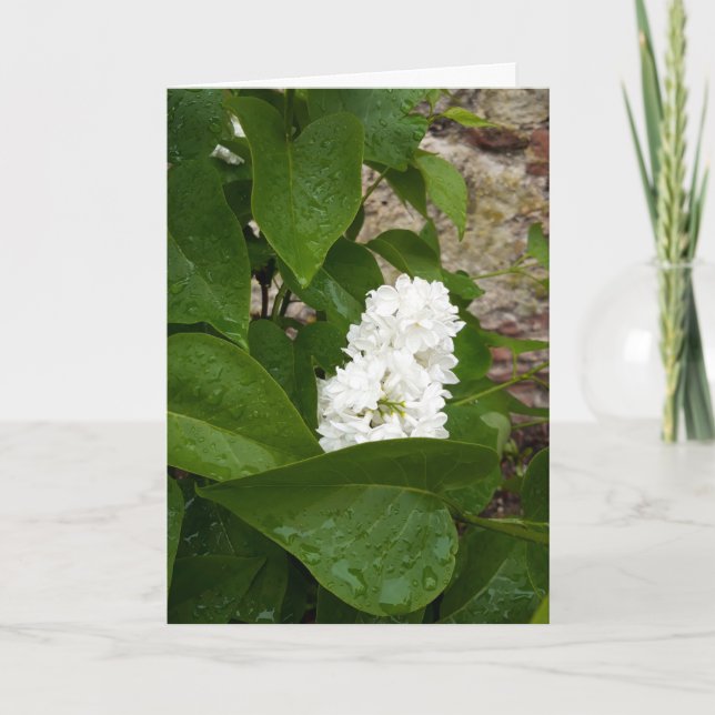 Carte Syringa , Fleur Lilac blanche avec Raindrops (Devant)
