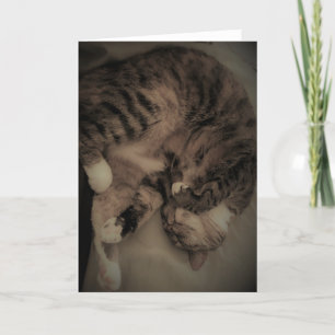 Carte Tabby Cat