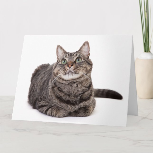 Carte Tabby Gris (Devant)