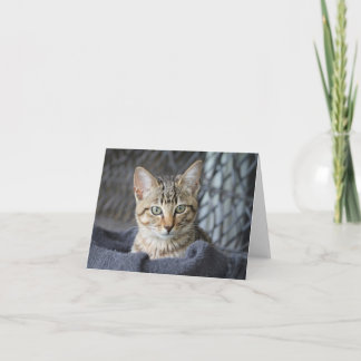 Carte Tabby Kitten