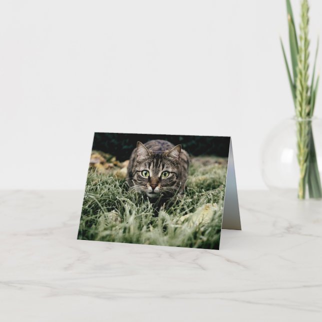 Carte Tabby le chat domestique (Devant)