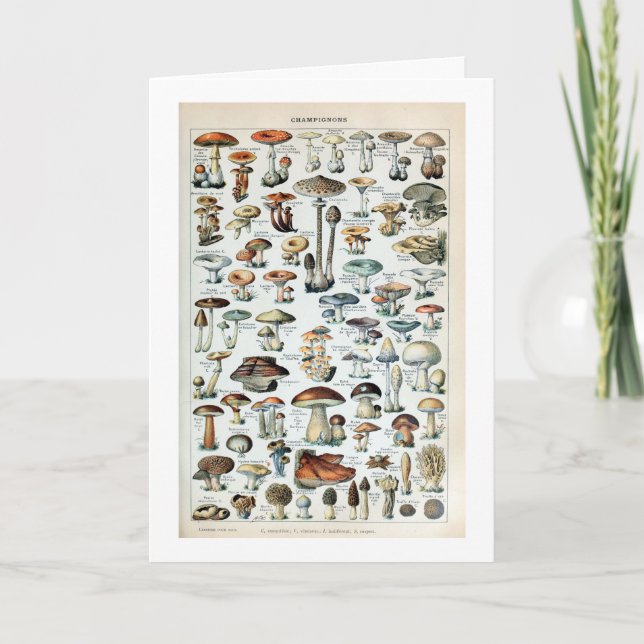 Carte Tableau vintage des champignons comestibles (Devant)