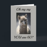 Carte **TALKING LLAMA**  GREETING" FOR "60th" BIRTHDAY<br><div class="desc">This absoulutly funny AND adorable horse is just waiting to put a huge smile on someone's face today. Let a special person in your life know you are thinking of them today. Great GROUP card,  also.</div>