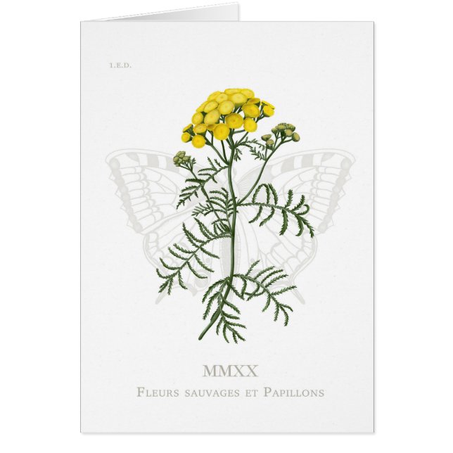 Carte Tansy et Swallowtail (Devant)