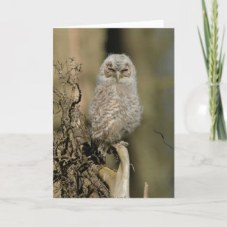 Carte Tawny chick