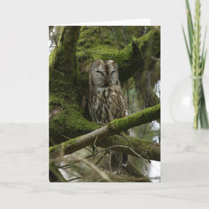 Carte Tawny Owl