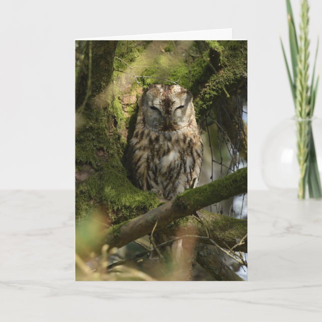 Carte Tawny Owl dans le bois (Devant)