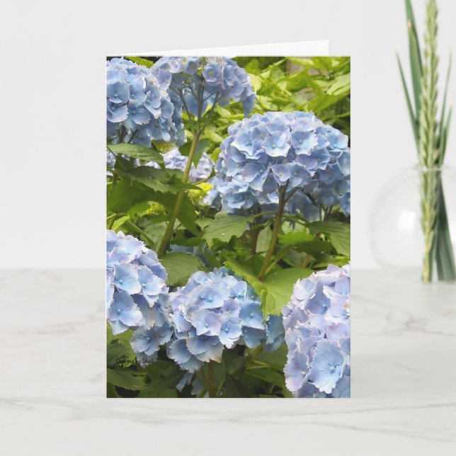 Carte Teintes de bleu des hortensias (Devant)