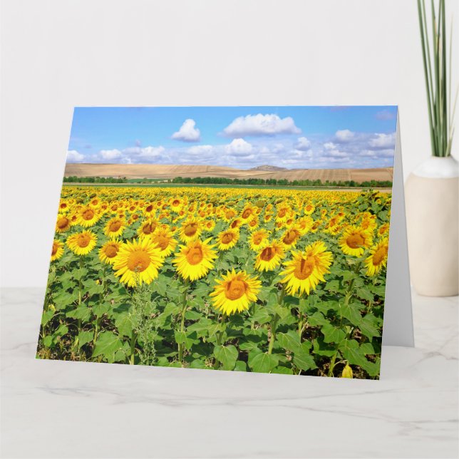 Carte Terrain de tournesol (Devant)