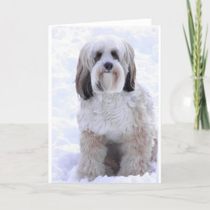 Carte Terrier tibétain sable et blanc