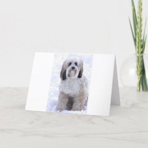 Carte Terrier tibétain sable et blanc