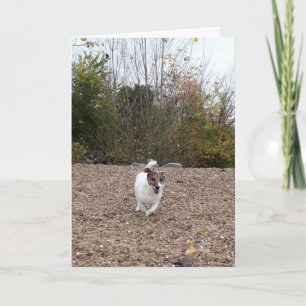 Carte Tête de Capo von Oppenheim Terrier Jack Russell, C