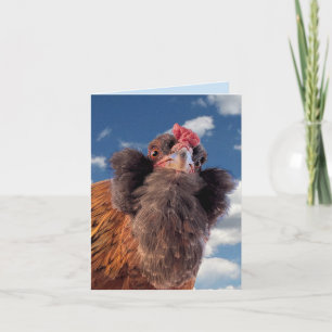 Carte Tête de poulet barbu curieux en gros plan 