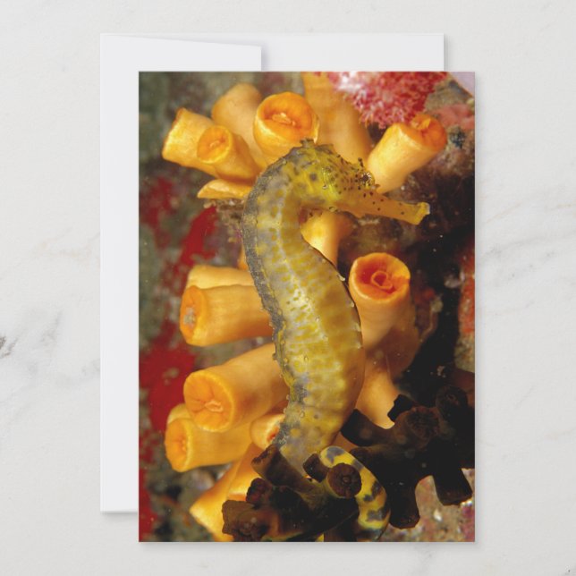 Carte Thaïlande, gros cheval de mer (Devant)