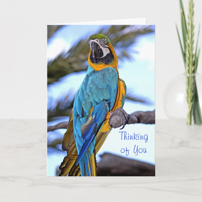 Carte Thinking of you parrot (Devant)