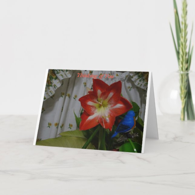 Carte Thinking of you, Stargazer Amaryllis (Devant)