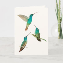 Three Hummingbirds Greeting Card