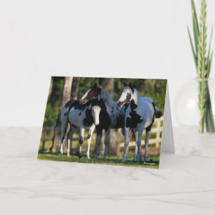 Carte Three Paint Horses Standing Together