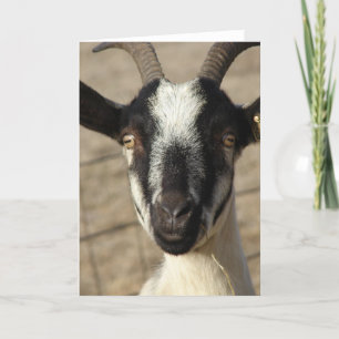 Carte Thumbelia Yearling Goat