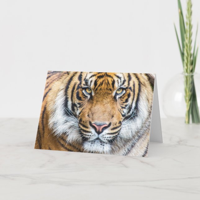 Carte Tiger face (Devant)