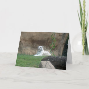 Carte Tigre blanc