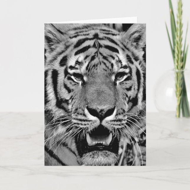 Carte Tigre noir et blanc visage (Devant)