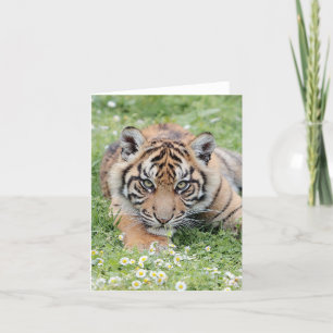 Carte Tigres de photos , animaux , animaux .carte